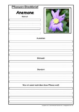 Pflanzensteckbrief-Anemone.pdf